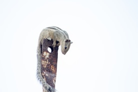 A squirrel with a striped back and bushy tail is perched on a rusted metal object that has a hole near the top. The background is a plain, light color that contrasts with the detailed textures of the squirrel's fur and the rusty metal.