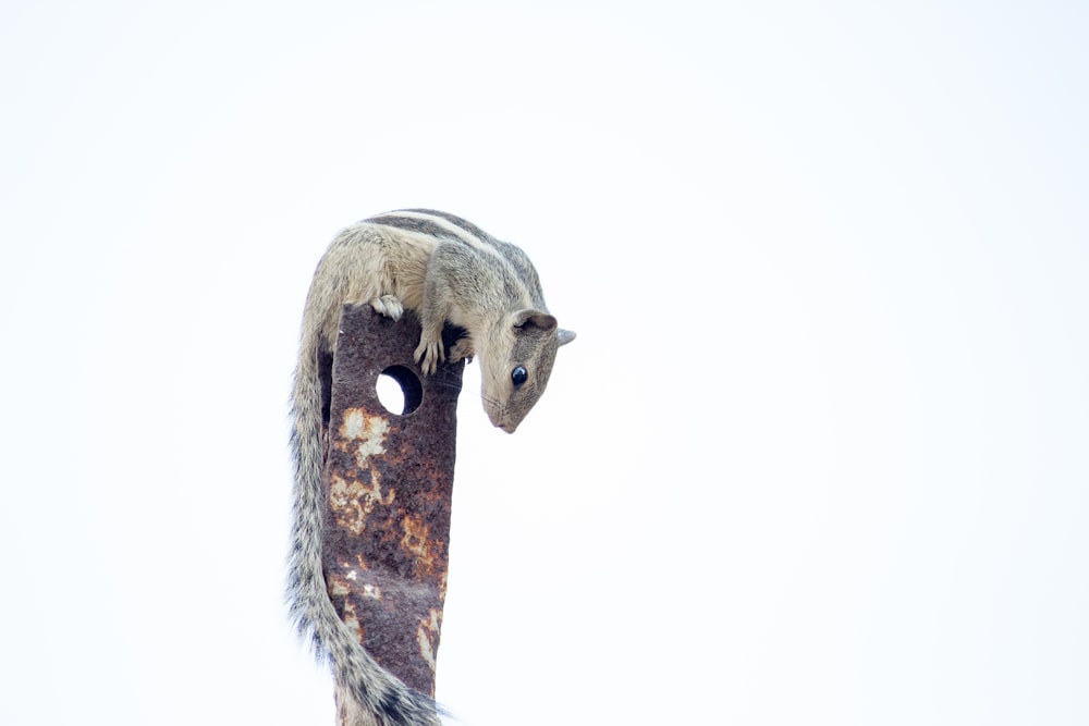 squirrel on brown metal part