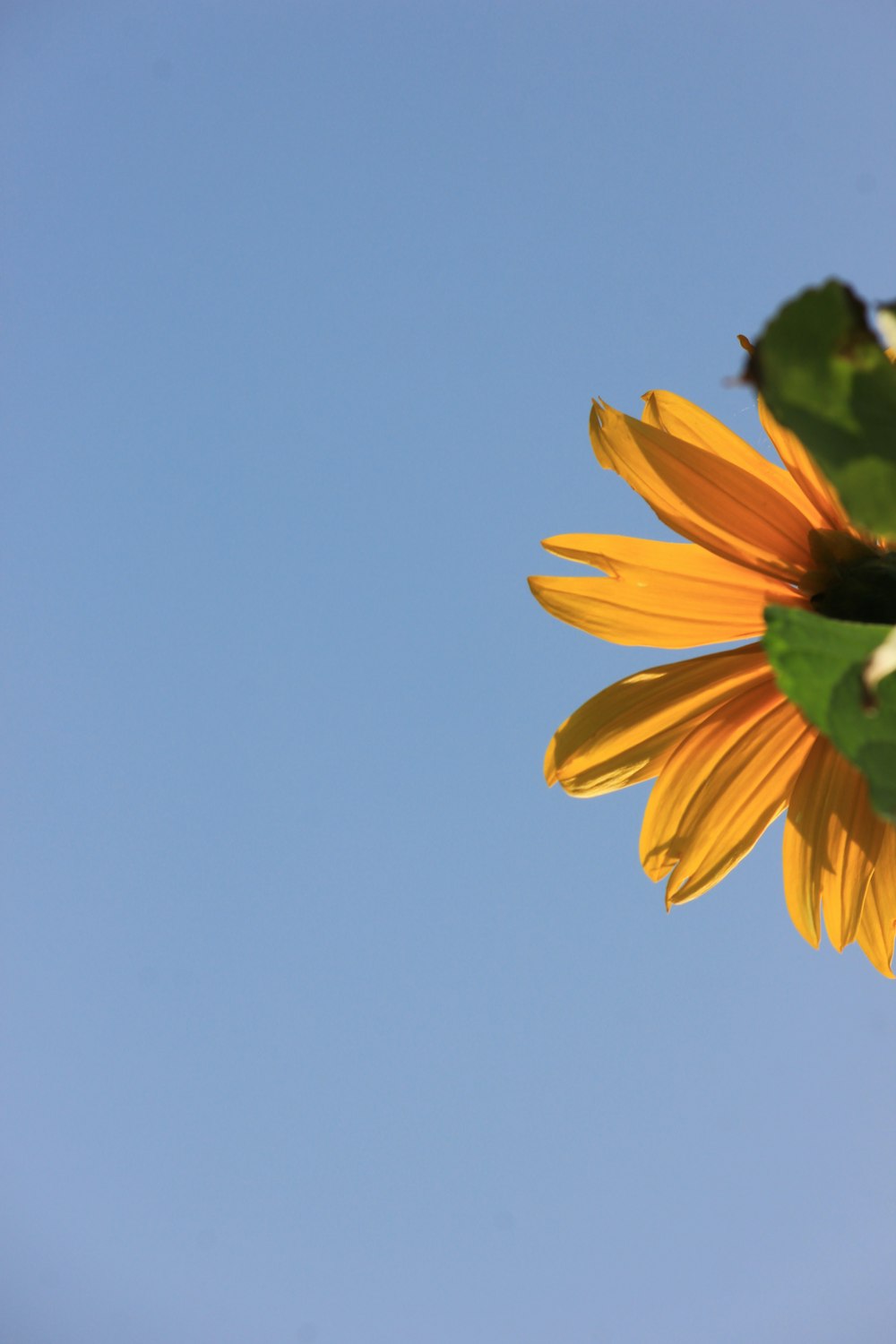 yellow sunflower