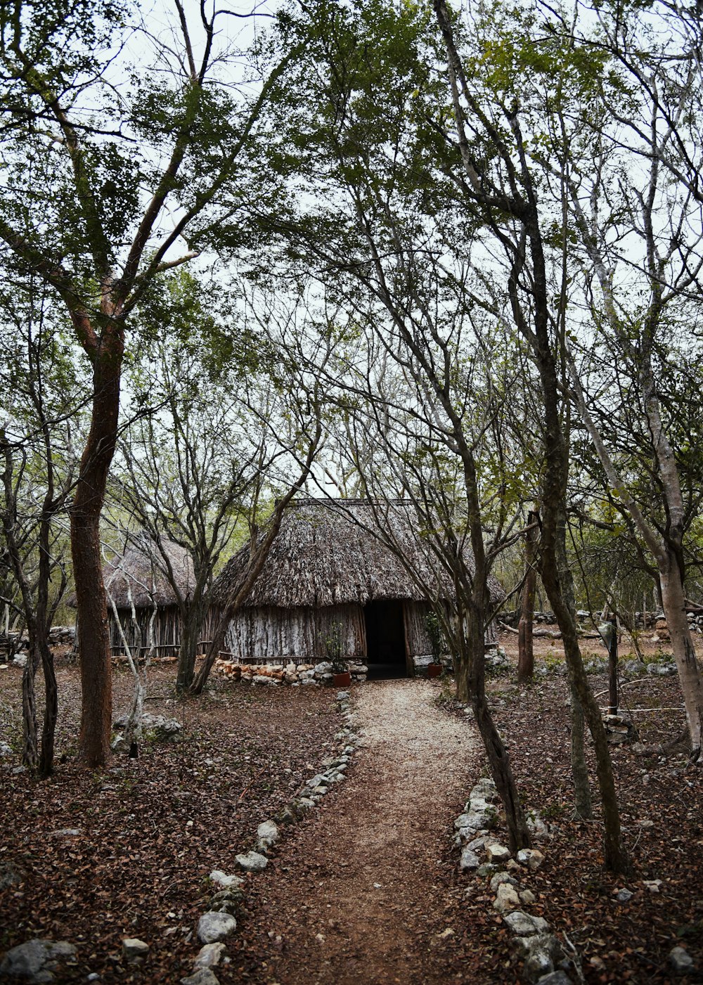 bamboo hut near trees