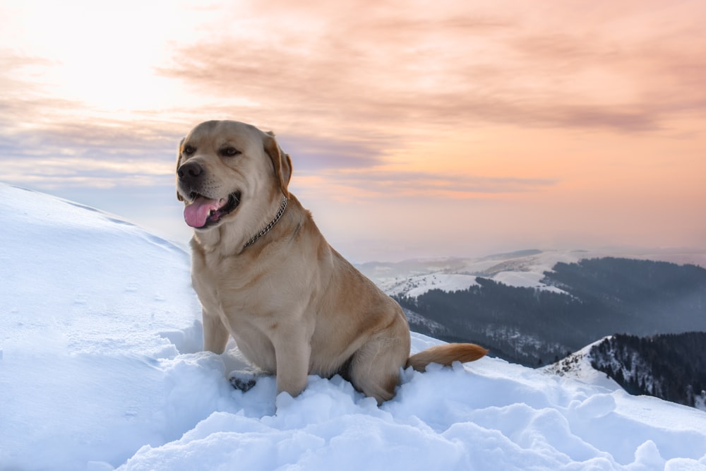 tan dog on snow covered ground