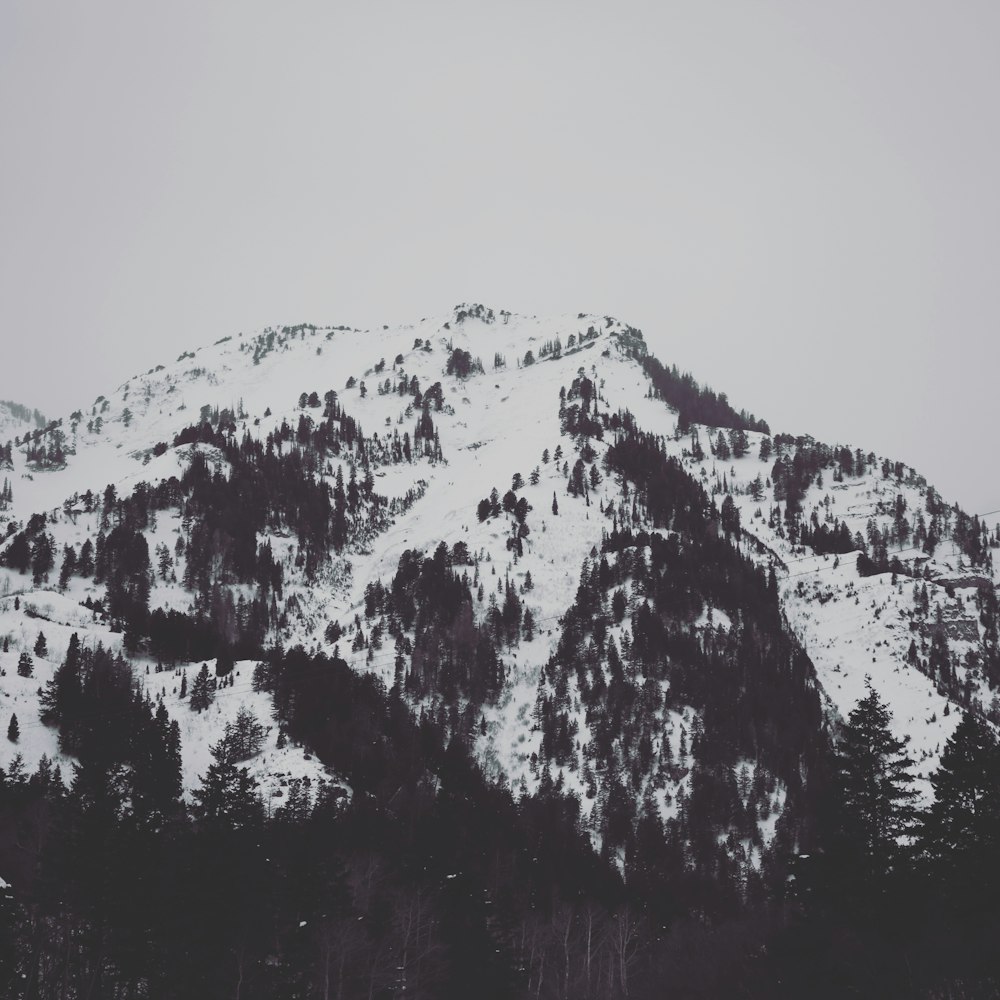 snow covered trees and mountain