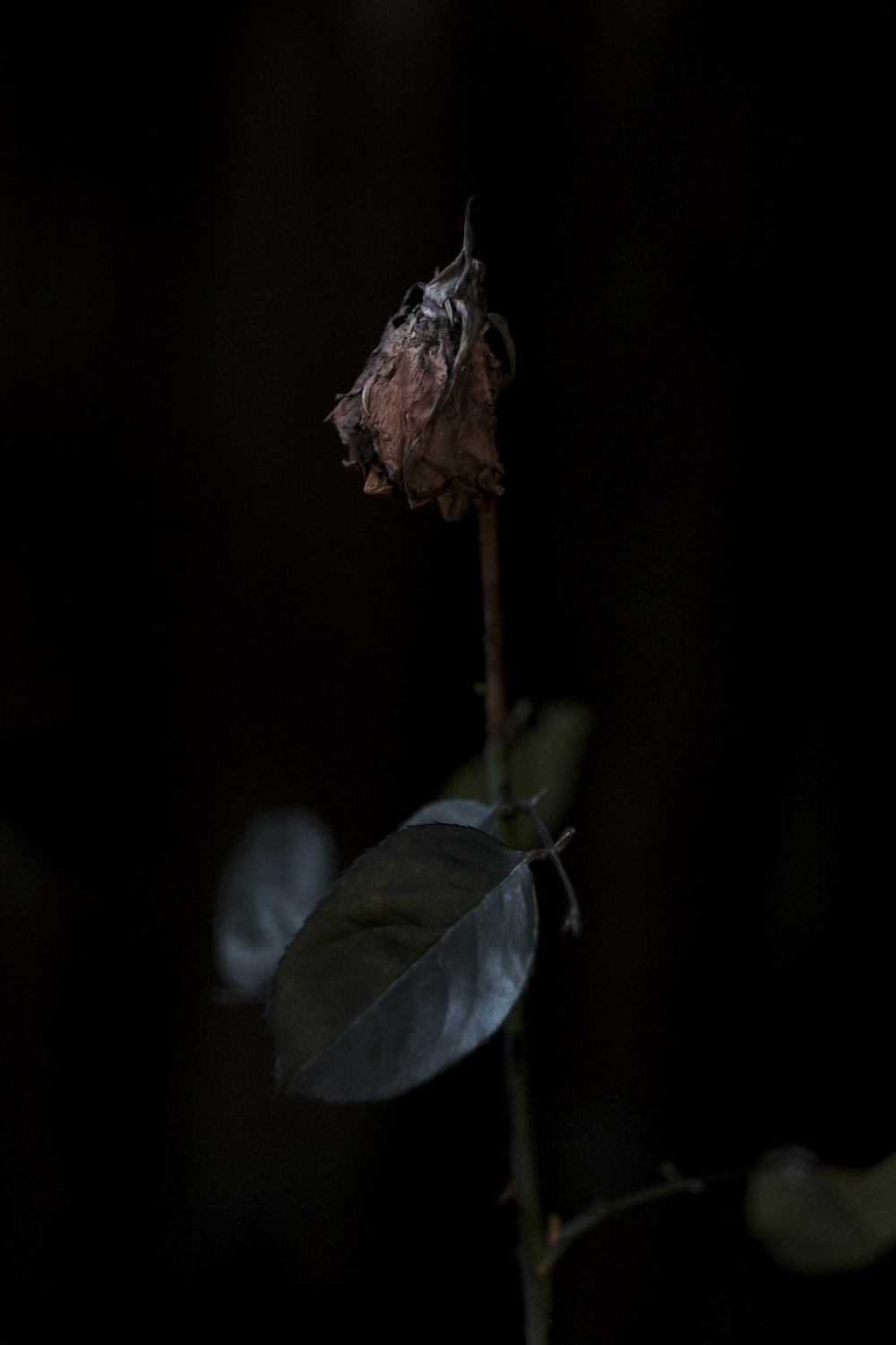 洞窟内の緑の葉の植物