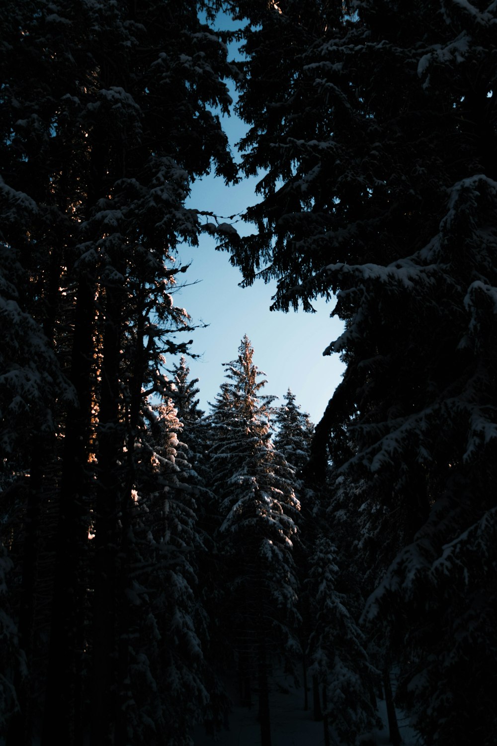 forest under blue sky at daytime