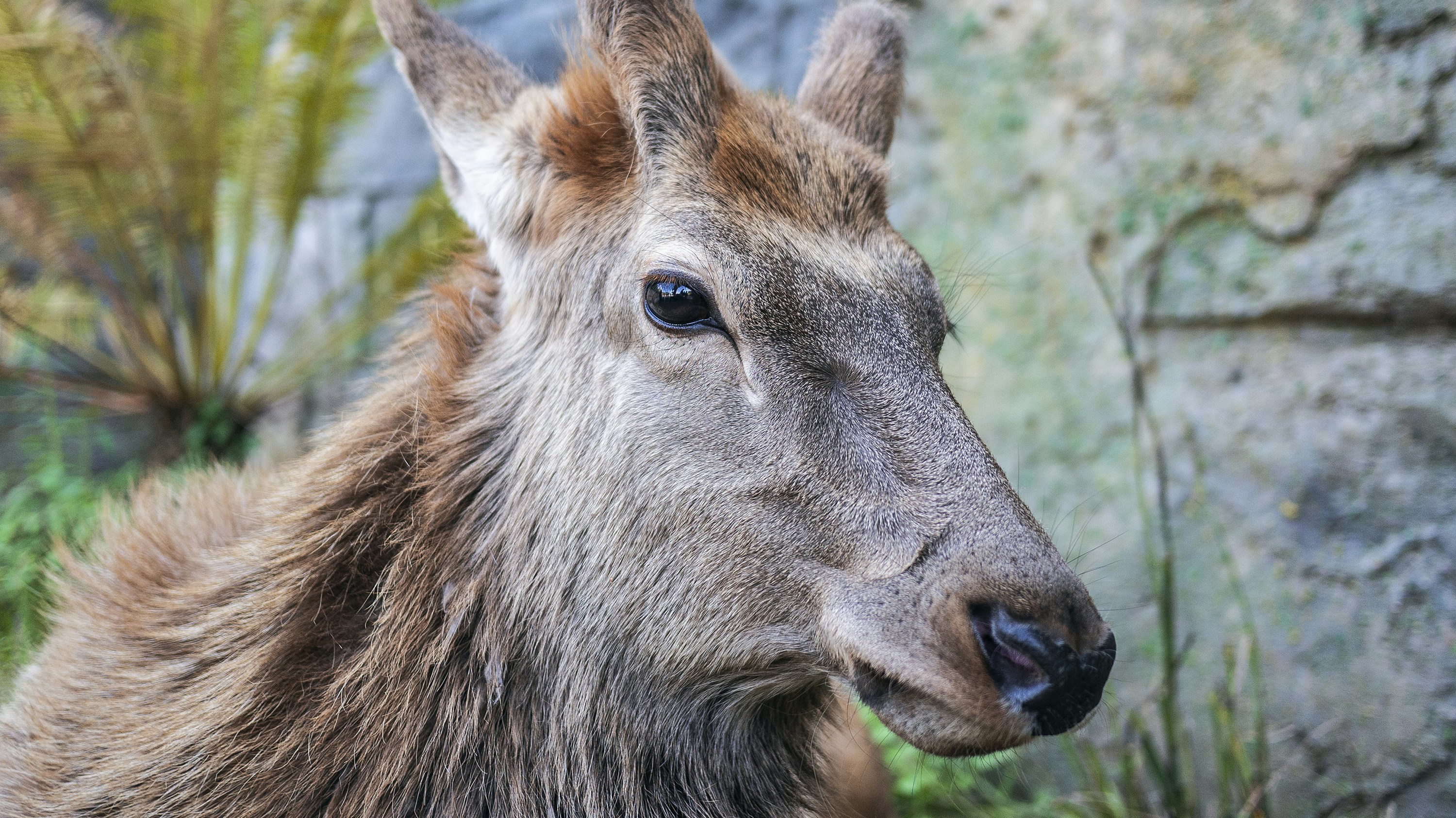 Бура животное фото Магнитный пазл 27x18см."Животное, козел, рога" на холодильник купить с доставк