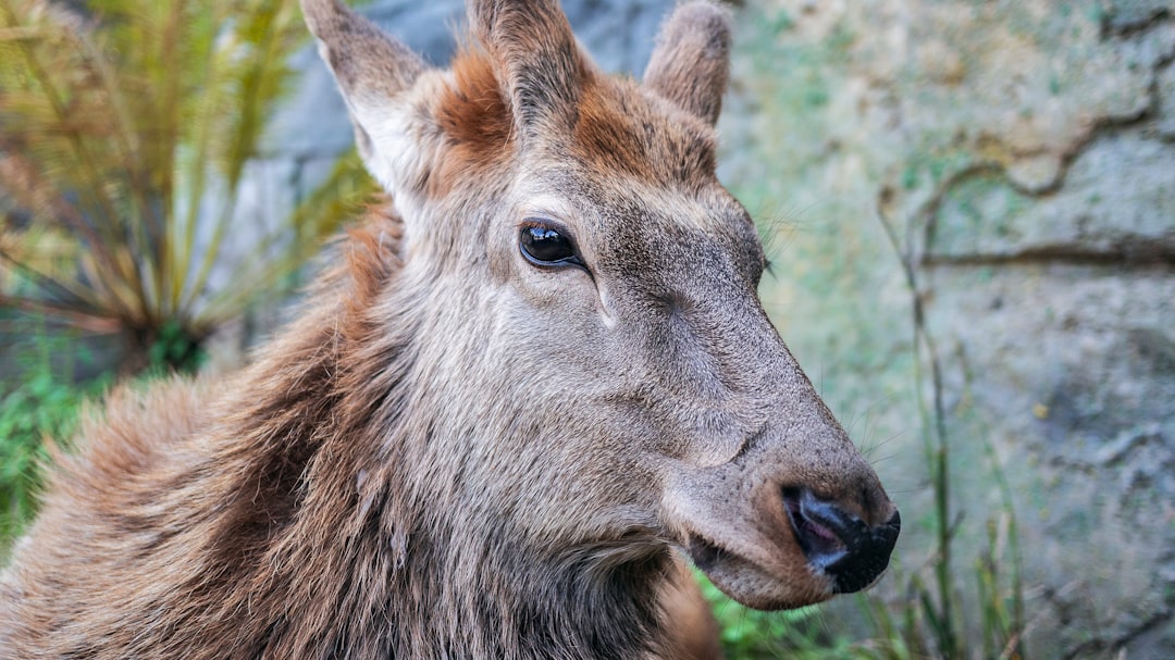 Бура животное фото Бура животное фото