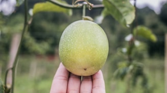 A hand is gently holding a single green fruit, possibly a passion fruit, which is growing on a vine. The background is slightly blurred, featuring lush green foliage, indicating a natural setting.