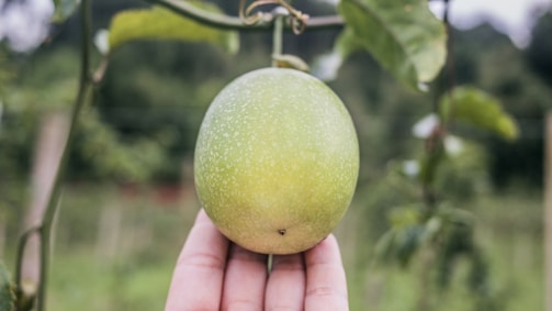 A hand is gently holding a single green fruit, possibly a passion fruit, which is growing on a vine. The background is slightly blurred, featuring lush green foliage, indicating a natural setting.