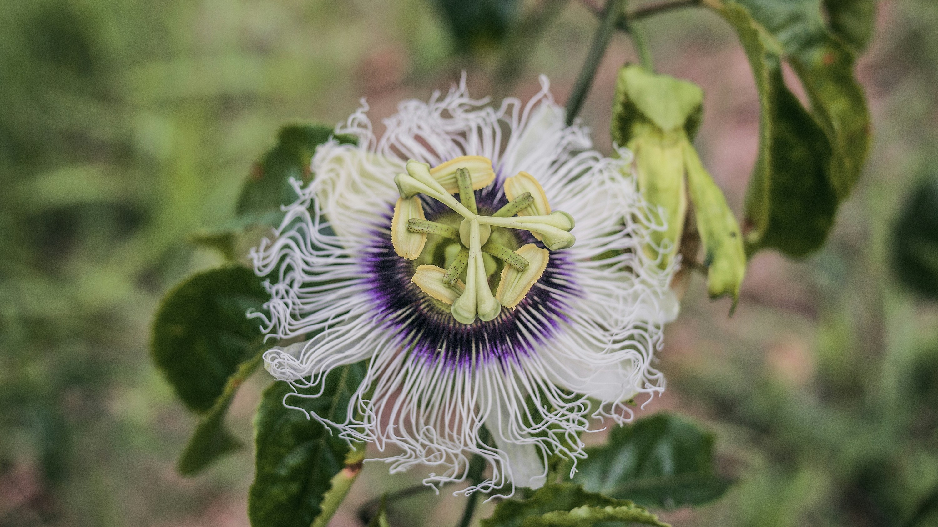 Photo by phienix_han