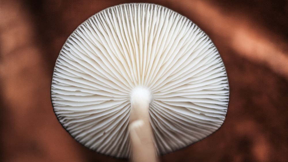 white mushroom