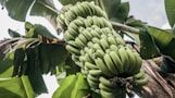 green banana fruits and tree during daytime