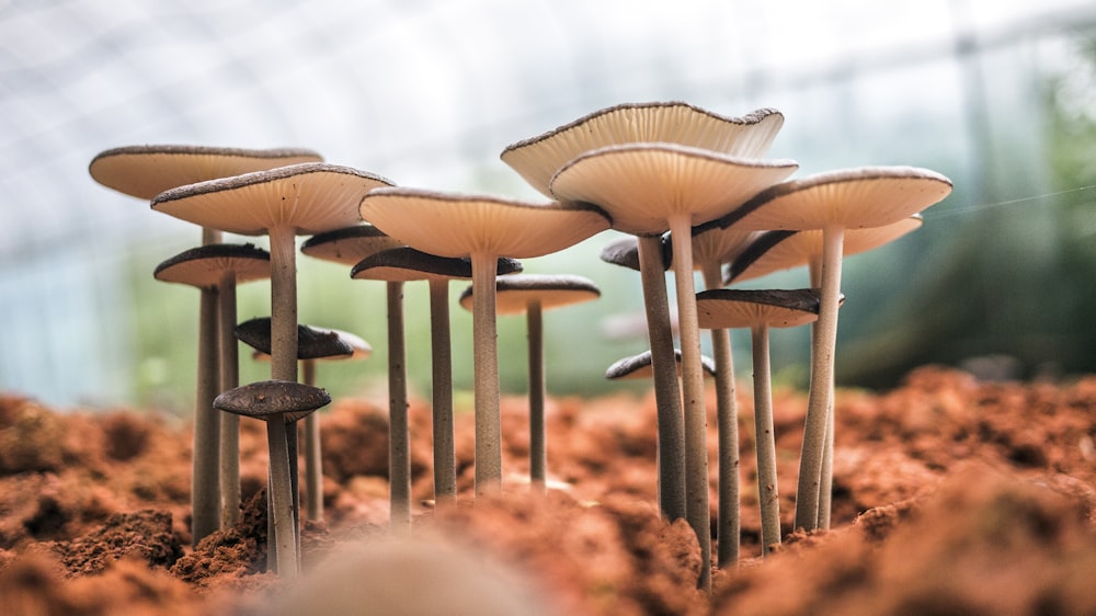 white mushroom bloom during daytime close-up photo