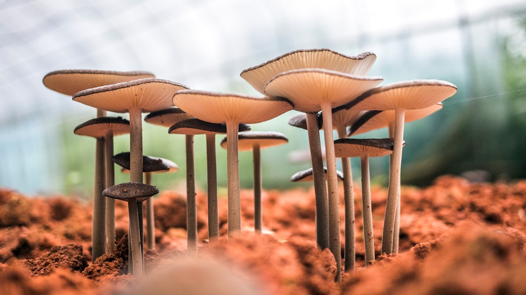 mushrooms omelette, mushroom, white mushroom bloom during daytime close-up photo