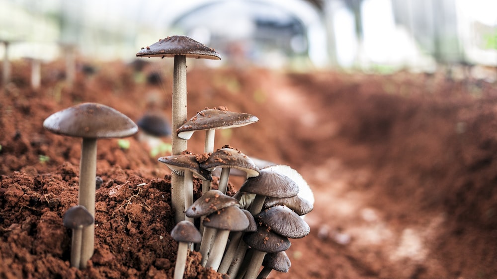 close-up photography of mushrooms