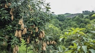 A lush green orchard featuring trees with brown paper bags hanging from the branches, situated amidst a dense forested area with rolling hills in the background.