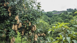 A lush green orchard featuring trees with brown paper bags hanging from the branches, situated amidst a dense forested area with rolling hills in the background.