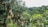 A lush green orchard featuring trees with brown paper bags hanging from the branches, situated amidst a dense forested area with rolling hills in the background.