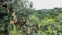 A lush green orchard featuring trees with brown paper bags hanging from the branches, situated amidst a dense forested area with rolling hills in the background.