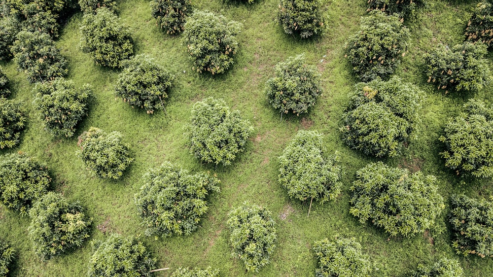 aerial view of trees