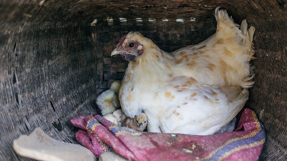 white and brown hen close-up photo