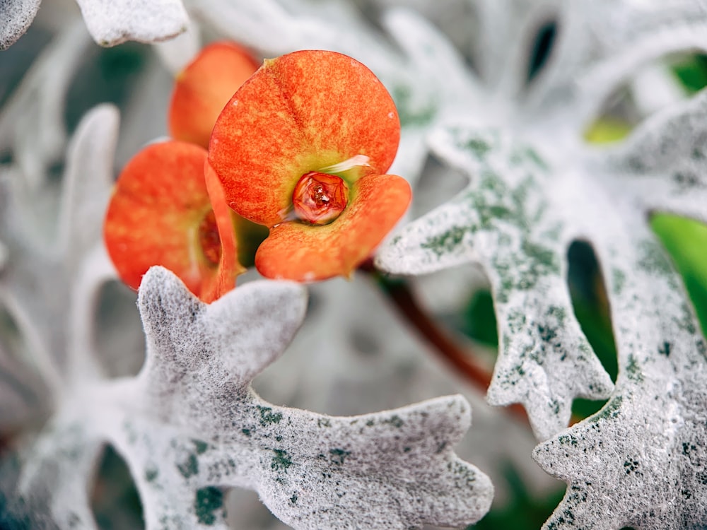 orange and yellow flower