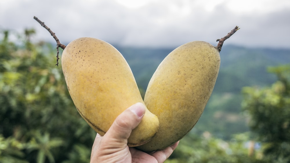 two yellow mango fruits