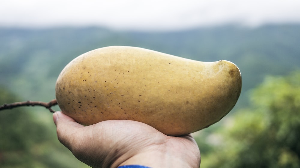 ripe mango on person's palm