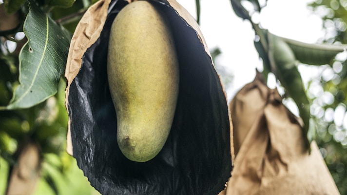 A ripe mango hanging on a tree, partially wrapped in a protective paper cover. The fruit is surrounded by green leaves, with another wrapped fruit in the background.