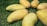 Several ripe mangoes arranged on a bed of green grass, showcasing their smooth yellow skin.