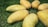 Several ripe mangoes arranged on a bed of green grass, showcasing their smooth yellow skin.