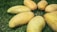 Several ripe mangoes arranged on a bed of green grass, showcasing their smooth yellow skin.