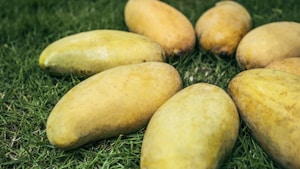 Alphonso Mangoes