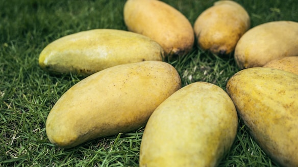 Several ripe mangoes arranged on a bed of green grass, showcasing their smooth yellow skin.