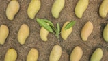 A pattern of ripe, yellow mangoes arranged evenly on a sandy surface, with a small mango plant featuring green leaves in the center.