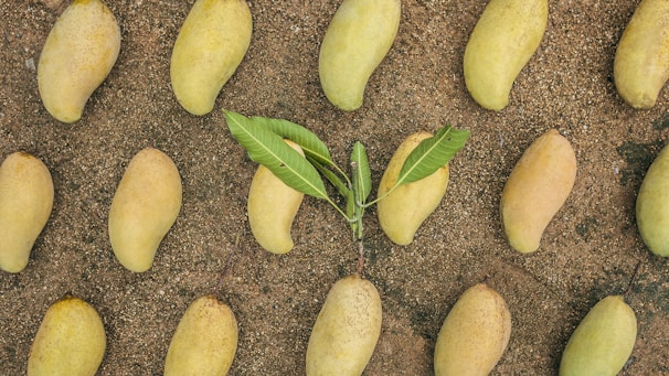 A pattern of ripe, yellow mangoes arranged evenly on a sandy surface, with a small mango plant featuring green leaves in the center.