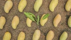 A pattern of ripe, yellow mangoes arranged evenly on a sandy surface, with a small mango plant featuring green leaves in the center.