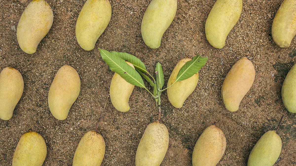 IQF Mango