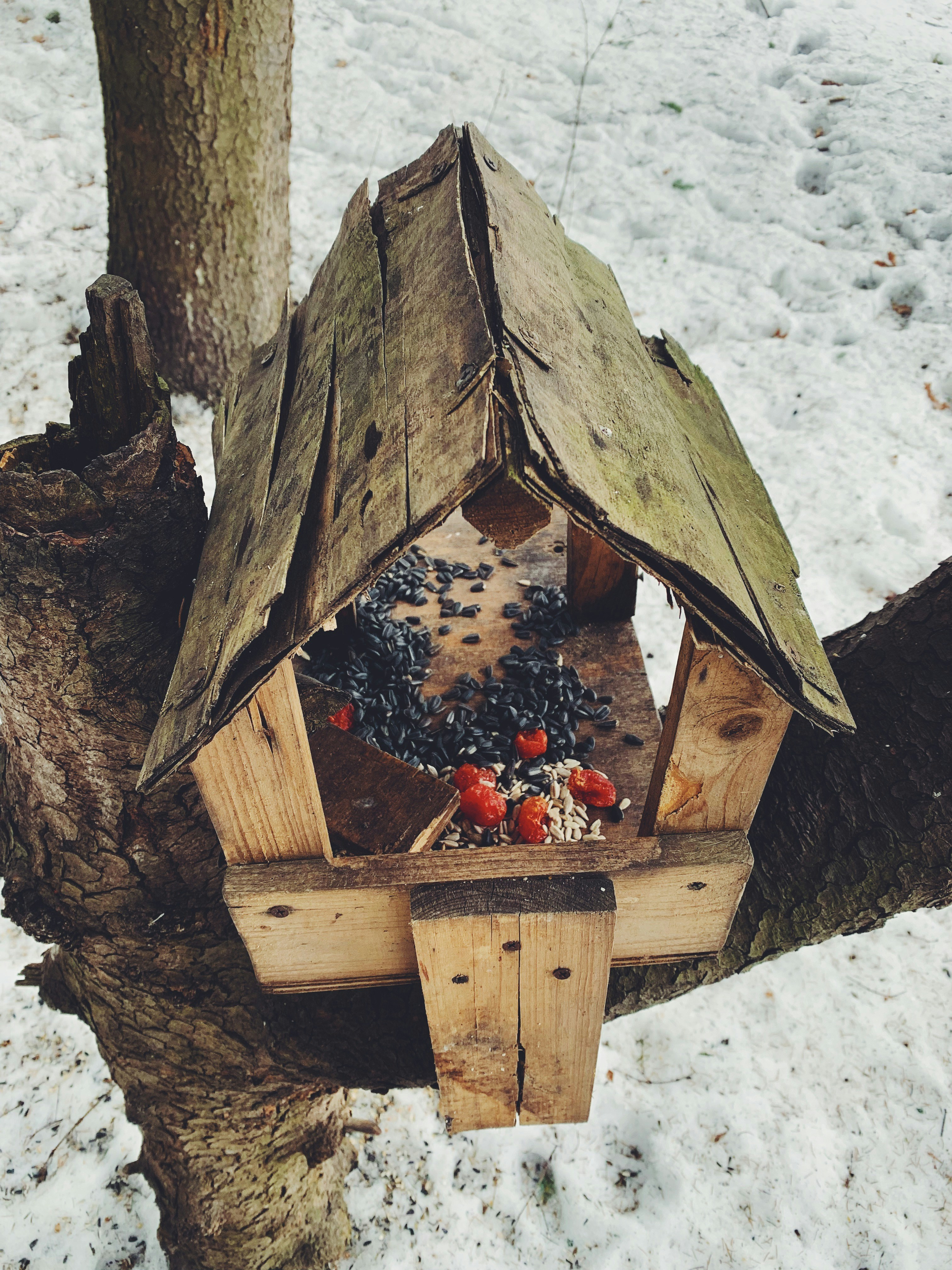 Immunity Blend: Bird Monsoon Shield