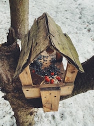 Exploring the Benefits of Diverse Bird Seeds