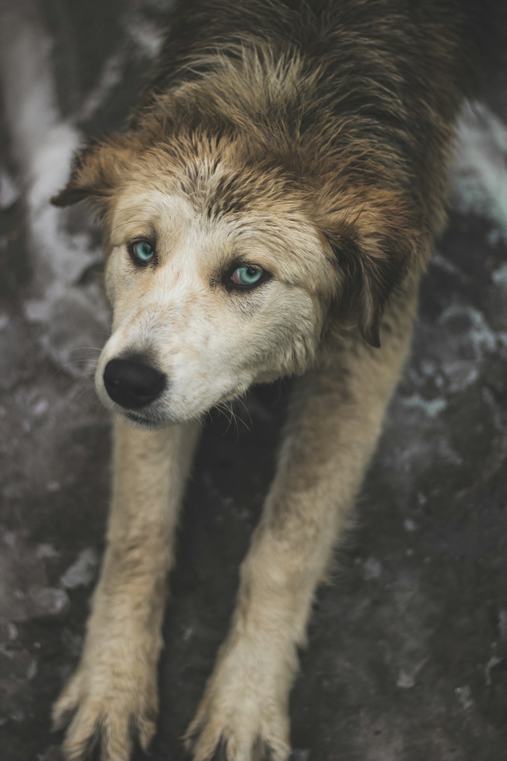 adult short-coated tan dog lying on black surface