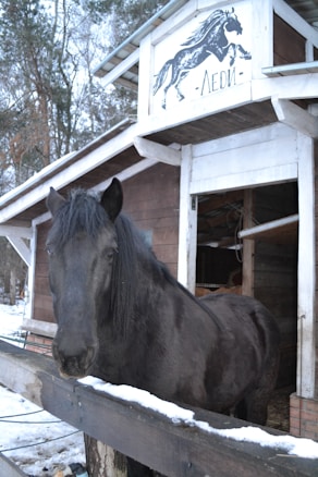 A black horse stands in front of a wooden stable during winter, with snow visible on the ground and railings. The stable has a sign with a horse image above the entrance.