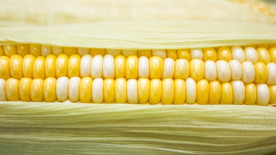 yellow and white corn sweet corn teams background