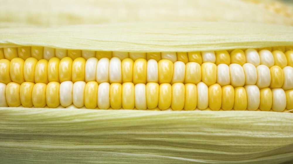 yellow and white corn