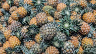 pineapple fruit lot