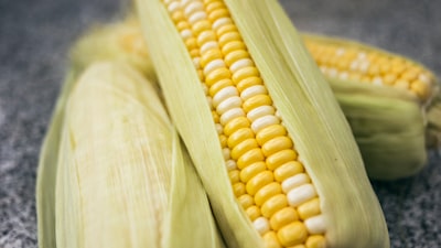 yellow and green corns sweet corn teams background