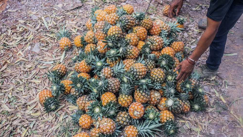 pile of pineapple fruits