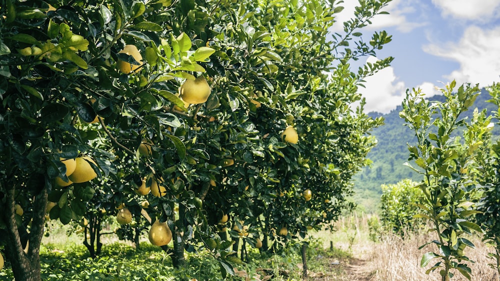 green and yellow lemon trees during daytime