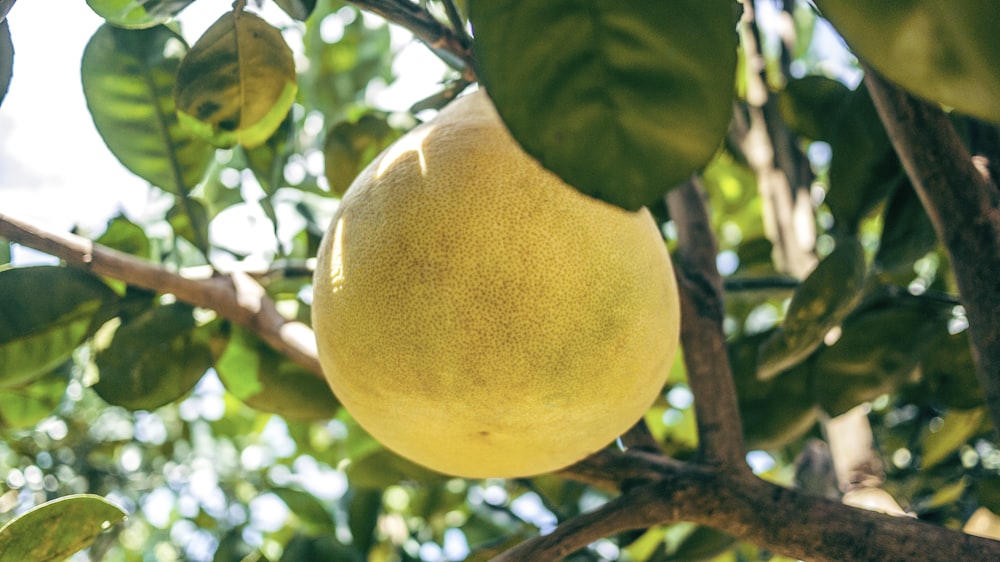 yellow fruit