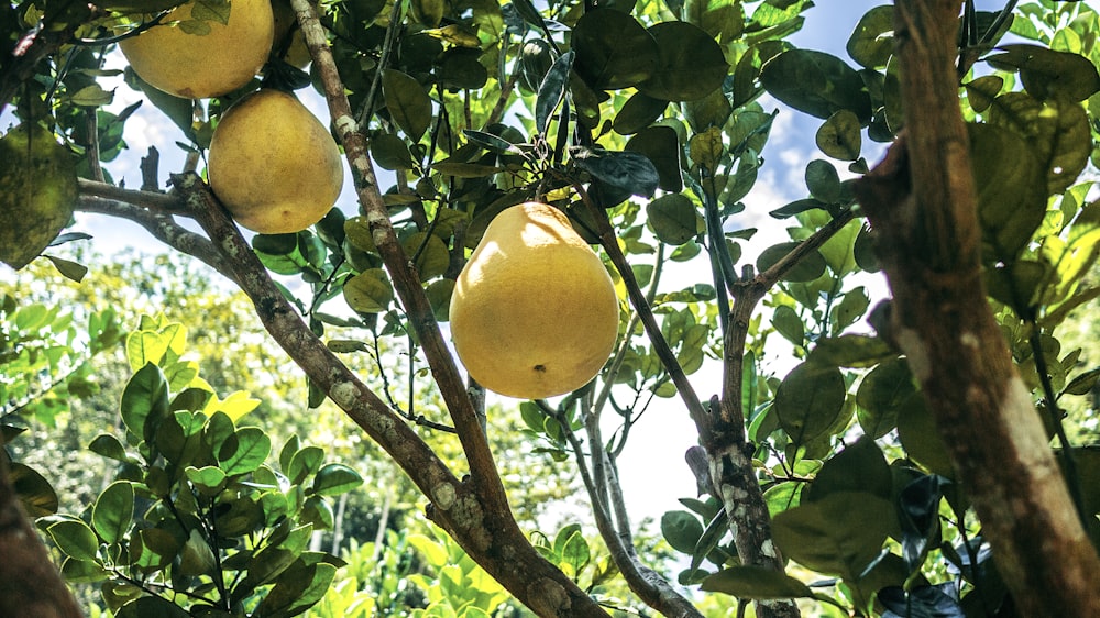 pear fruit