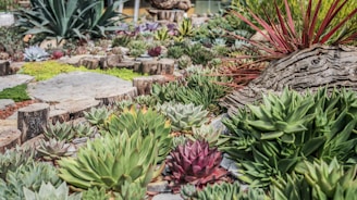 A diverse array of succulents are arranged in a garden setting, featuring a variety of textures and colors such as green, red, and purple. The succulents are planted in meticulously designed areas accentuated with rocks and wood pieces. The scene is enriched by a large piece of driftwood, which adds a rustic touch to the display.